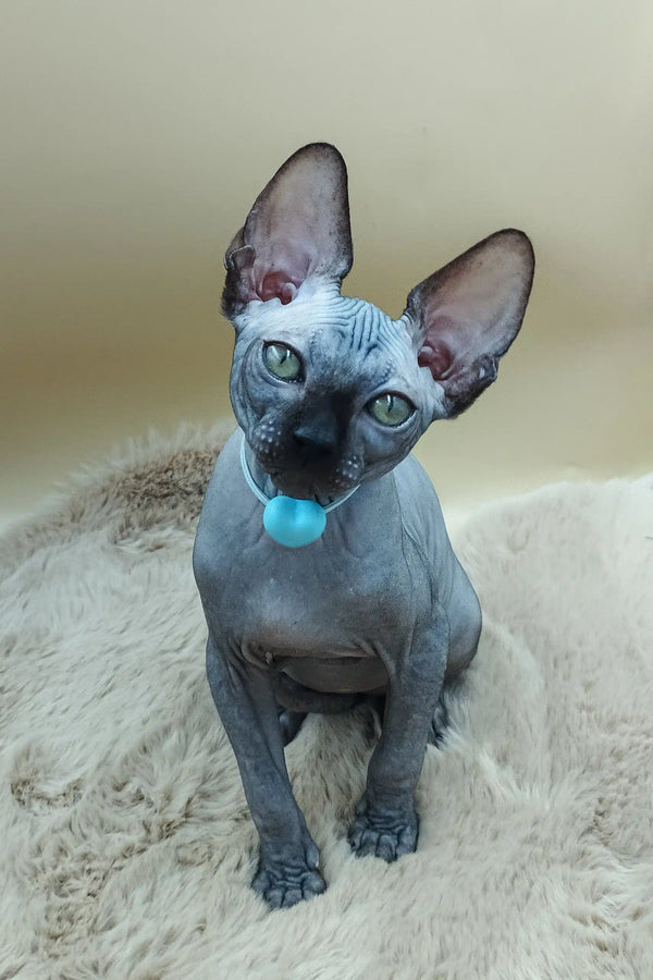 Hairless Sphynx kitten Martin with blue eyes and a cute blue tongue out