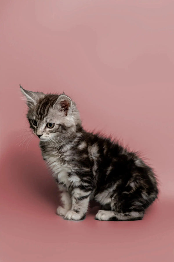 Curious Tabby kitten from Master Maine Coon Kitten product, perfect for cat lovers