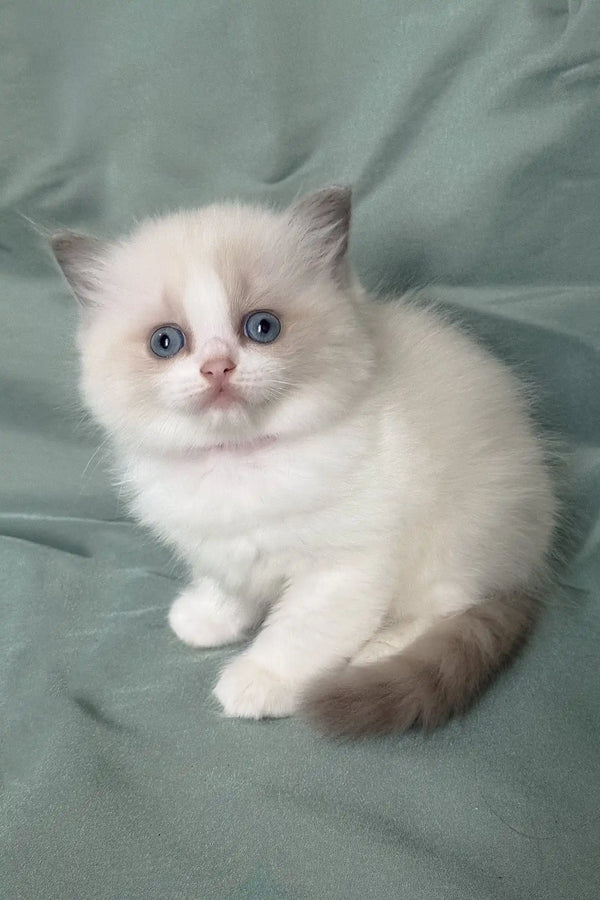 Matilda | ragdoll kitten