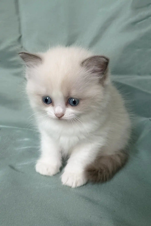 Matilda | ragdoll kitten