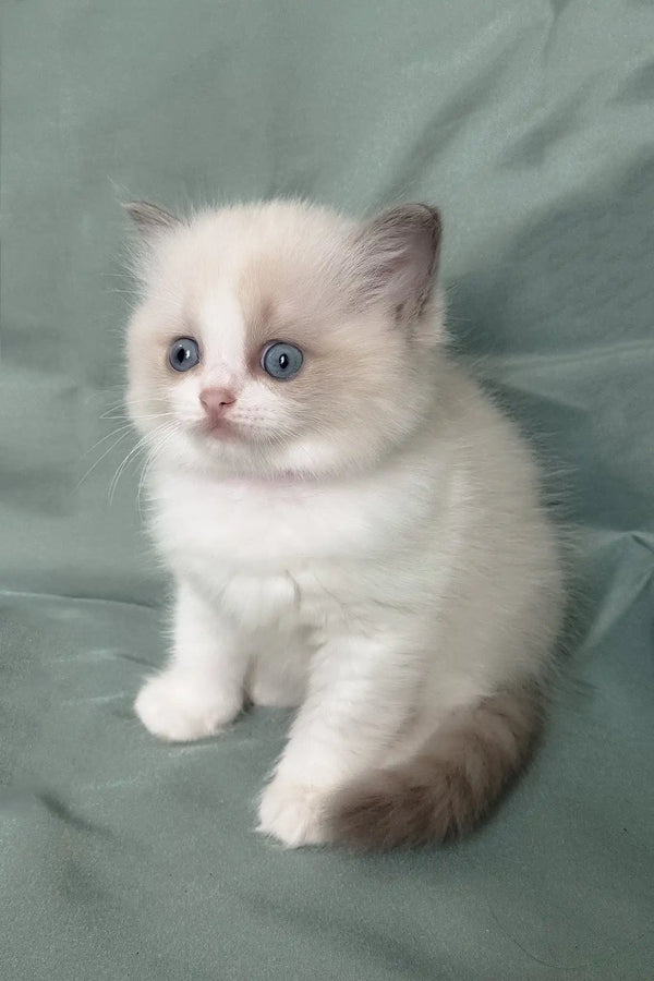 Matilda | ragdoll kitten
