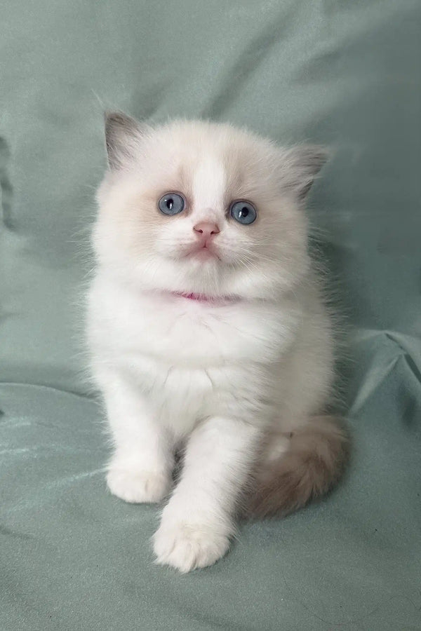 Matilda | ragdoll kitten