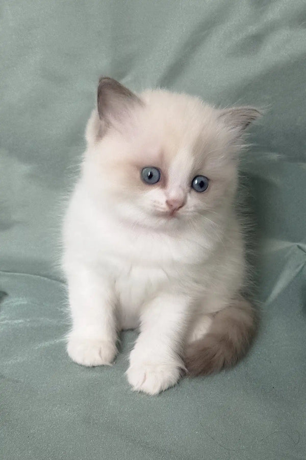 Matilda | ragdoll kitten