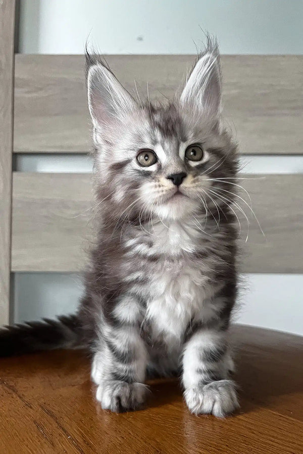Matvey | maine coon kitten