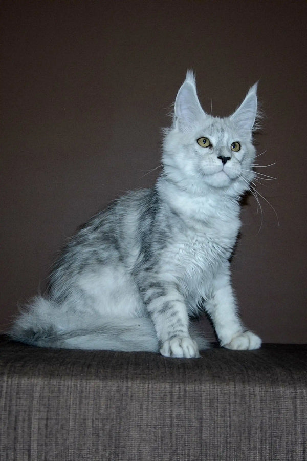 Silver tabby Maine Coon kitten with ear tufts, perfect addition to your coon kitten family