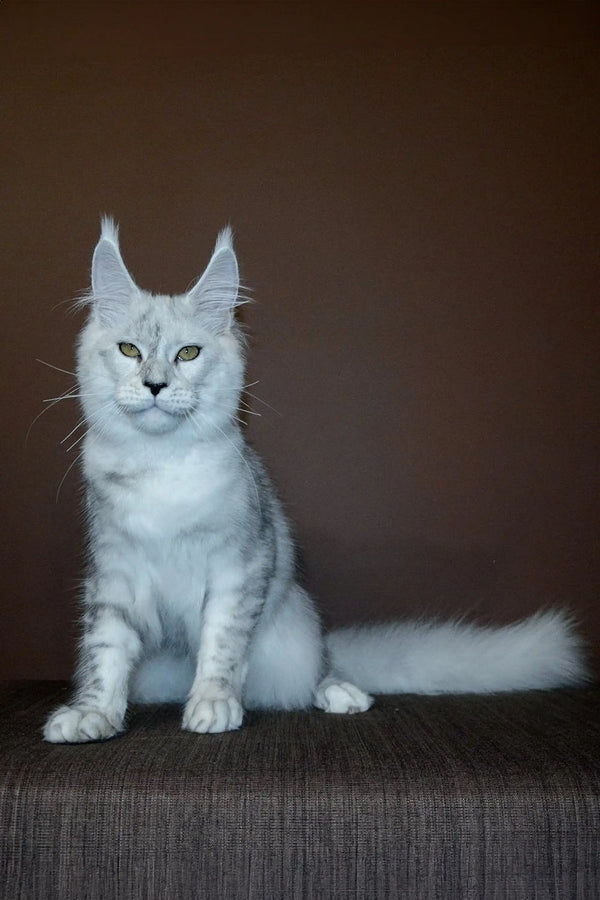 White Maine Coon kitten with ear tufts and fluffy tail for Max, the perfect coon kitten