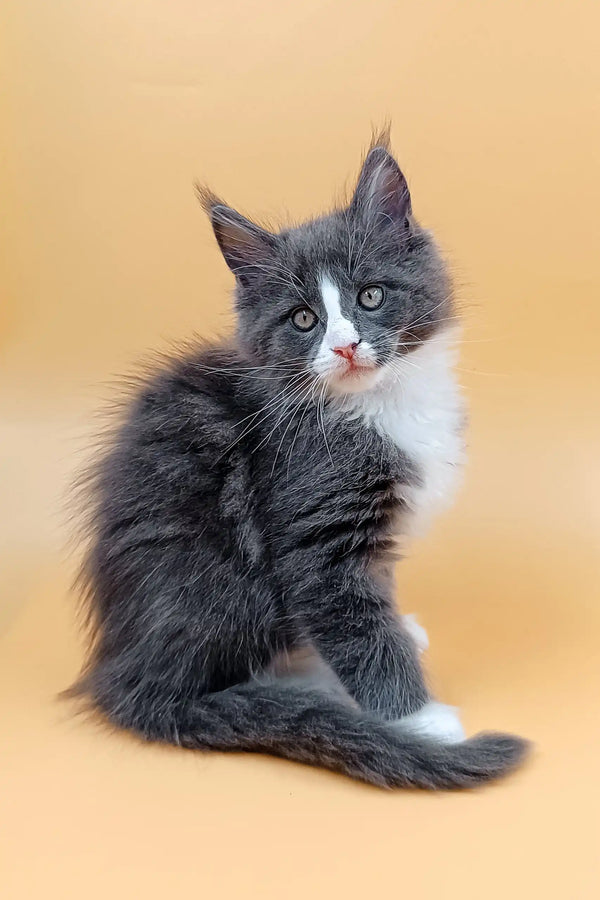 Fluffy Gray and White Maine Coon Kitten named May looking super adorable
