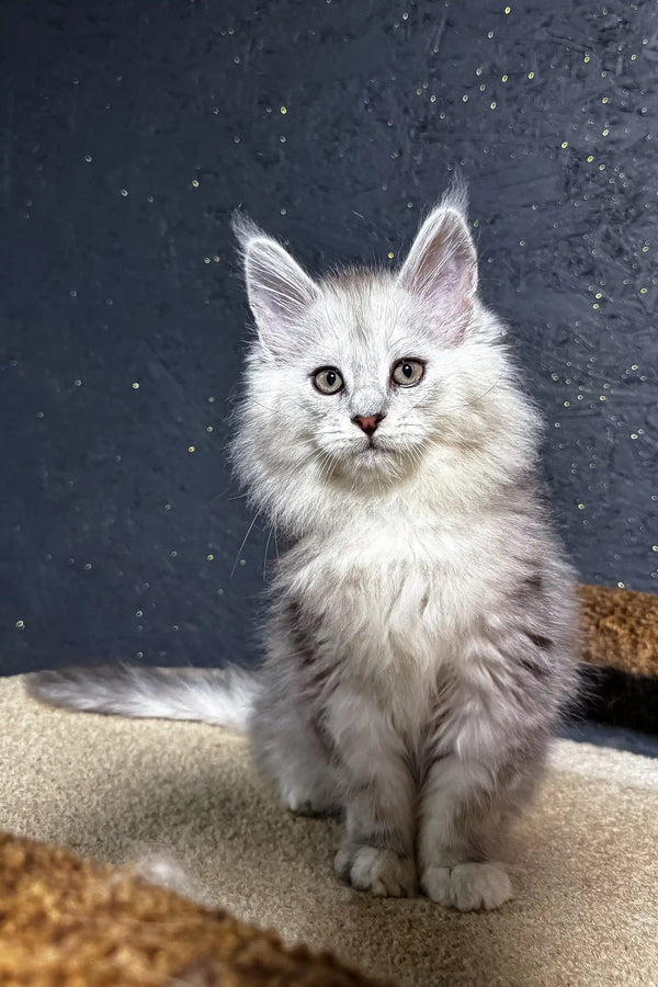 Adorable White Fluffy Maine Coon Kitten named Melody with Bright Eyes and Long Fur