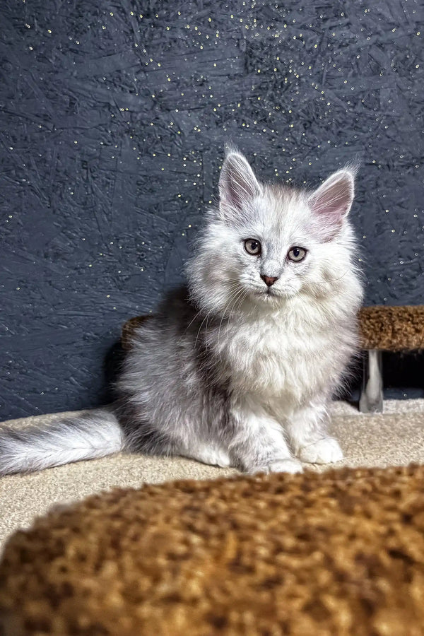 White fluffy Maine Coon kitten Melody with blue eyes sitting on carpet