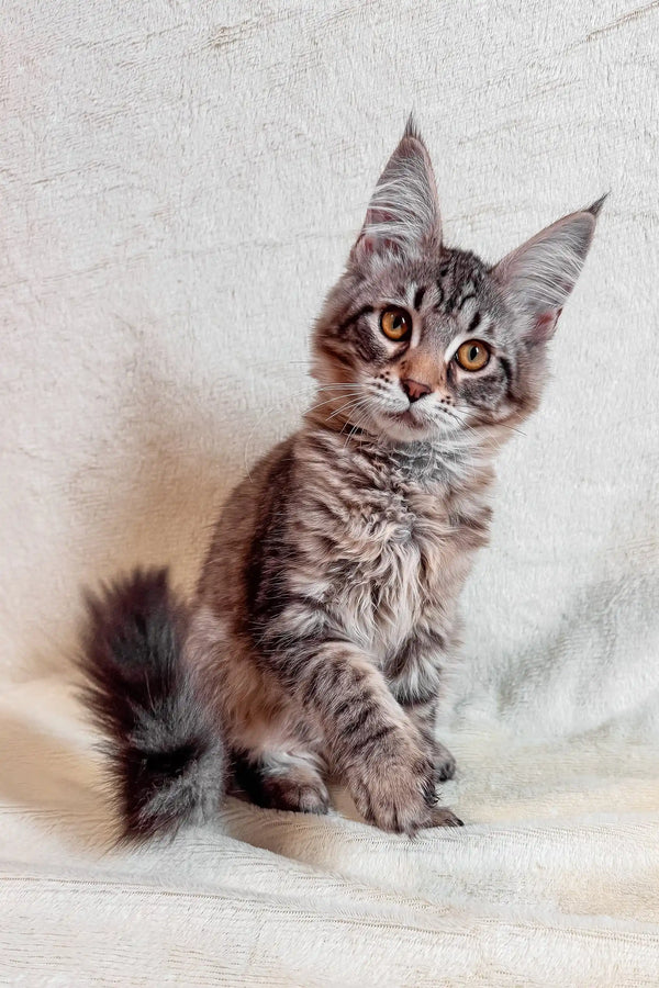 Gray tabby kitten with pointed ears featured in Mera Maine Coon Kitten product