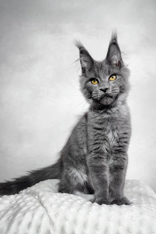 Merlin | maine coon kitten