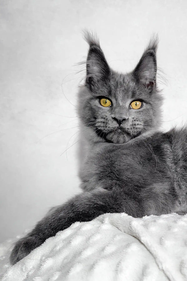 Merlin | maine coon kitten