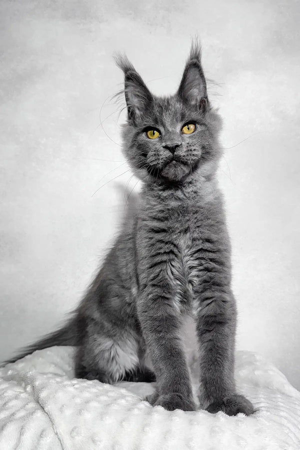 Merlin | maine coon kitten