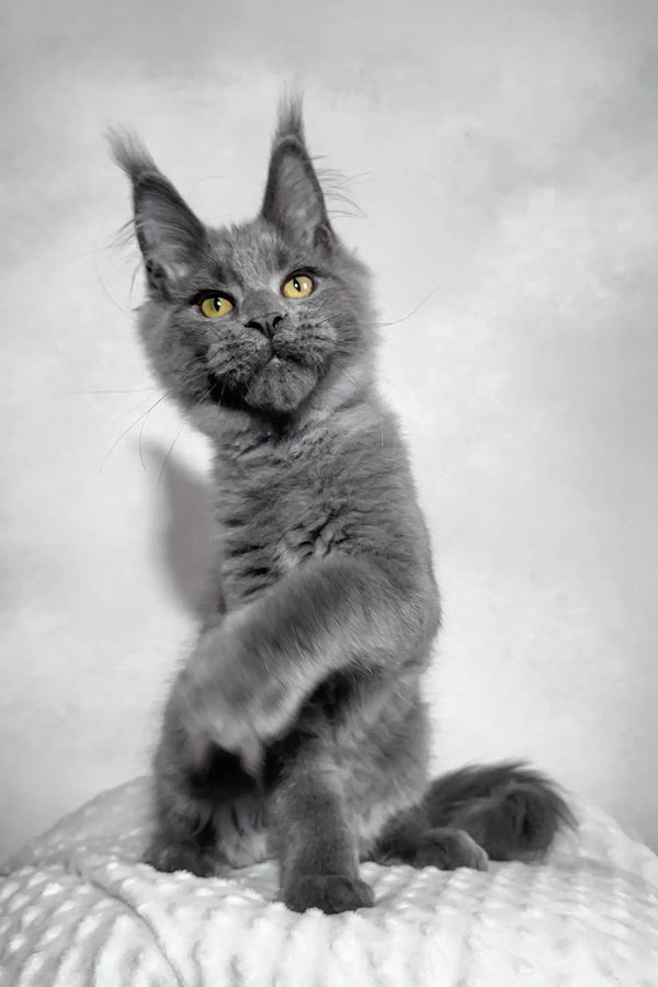 Merlin | maine coon kitten