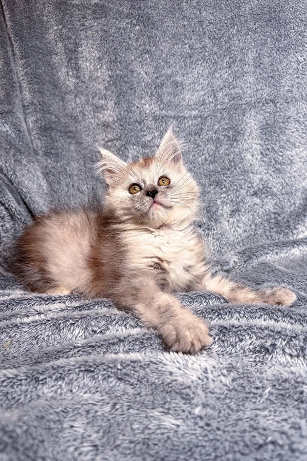 Fluffy cream-colored Maine Coon kitten lounging on its side, looking super relaxed