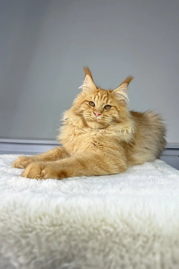 Fluffy orange-cream Maine Coon kitten Michael lounging on soft white fabric