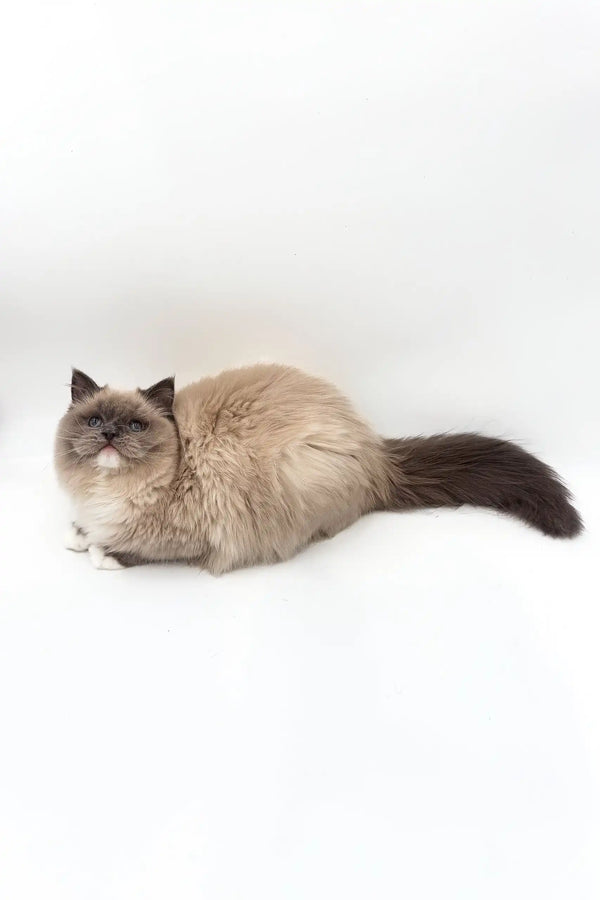 Cute Ragdoll kitten Miki with cream fur and dark points lounging on its side