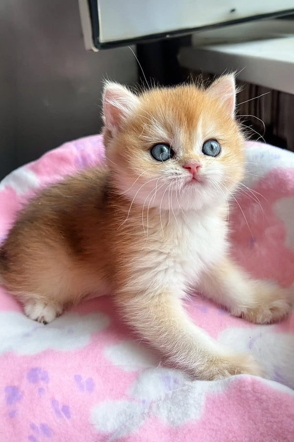 Mikki | british shorthair kitten