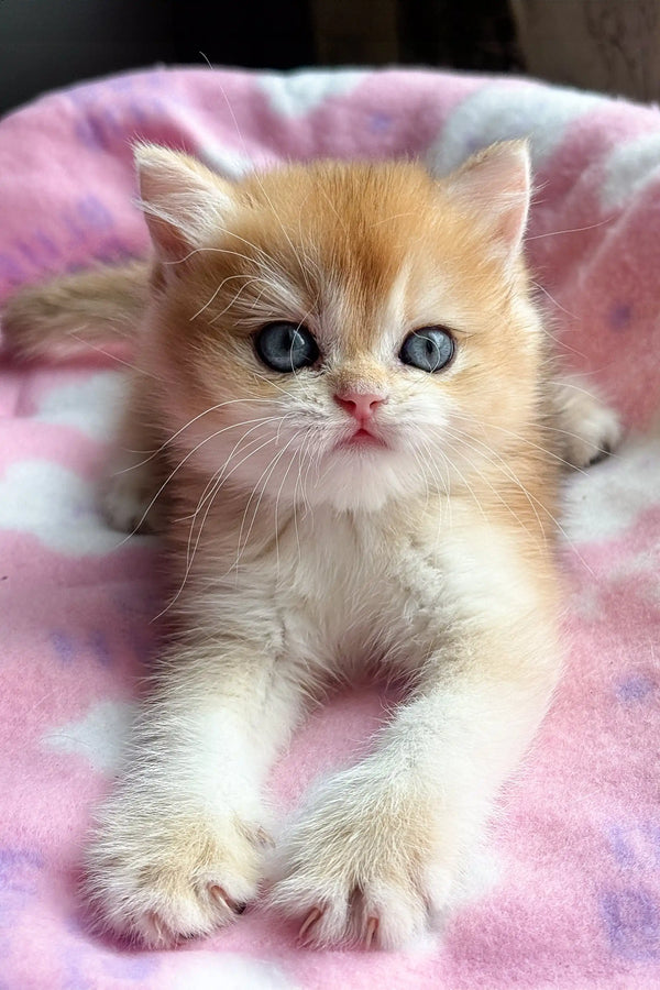 Mikki | british shorthair kitten