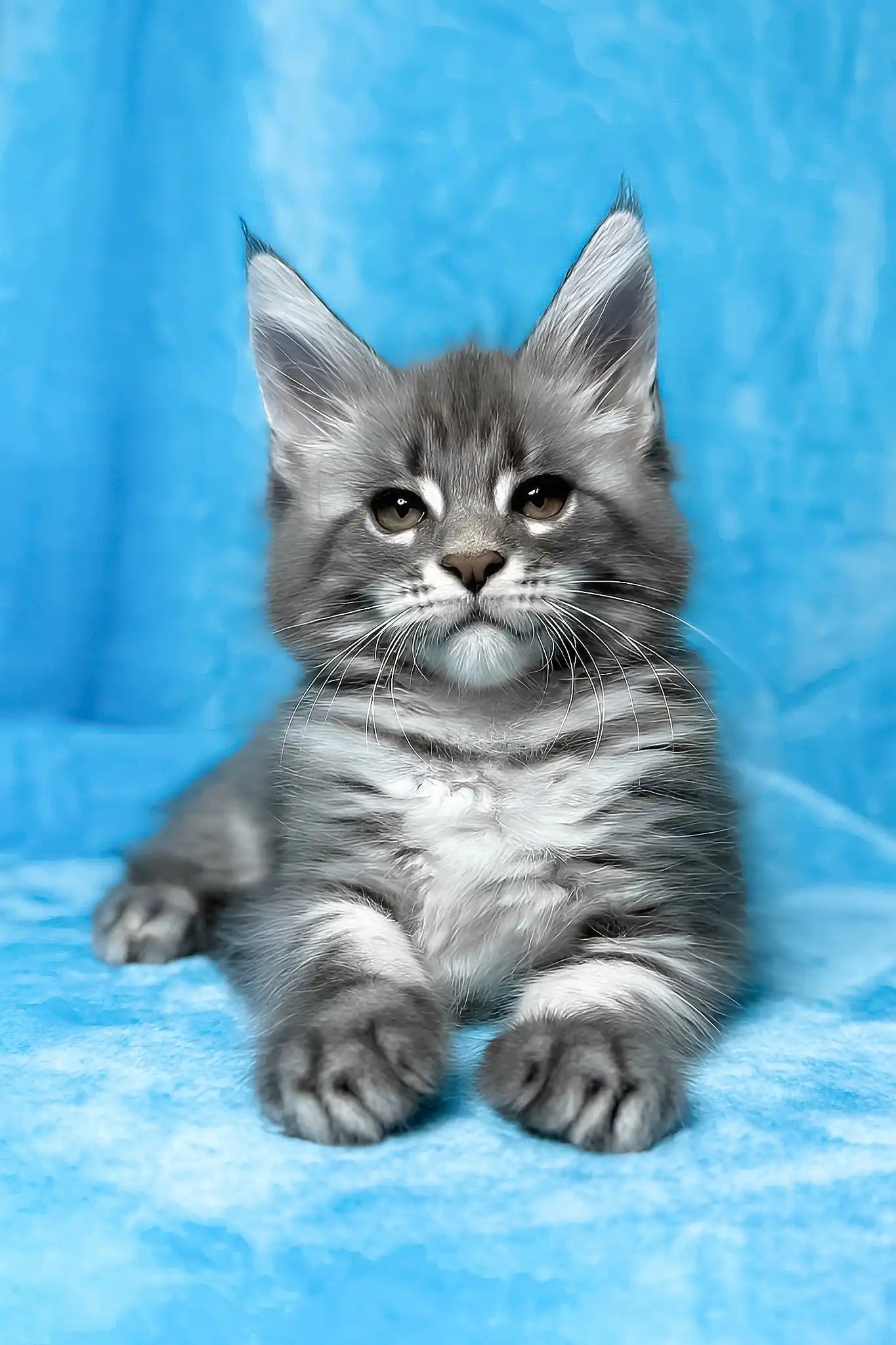 Meet Mila Maine Coon Kitten with Fluffy Ears
