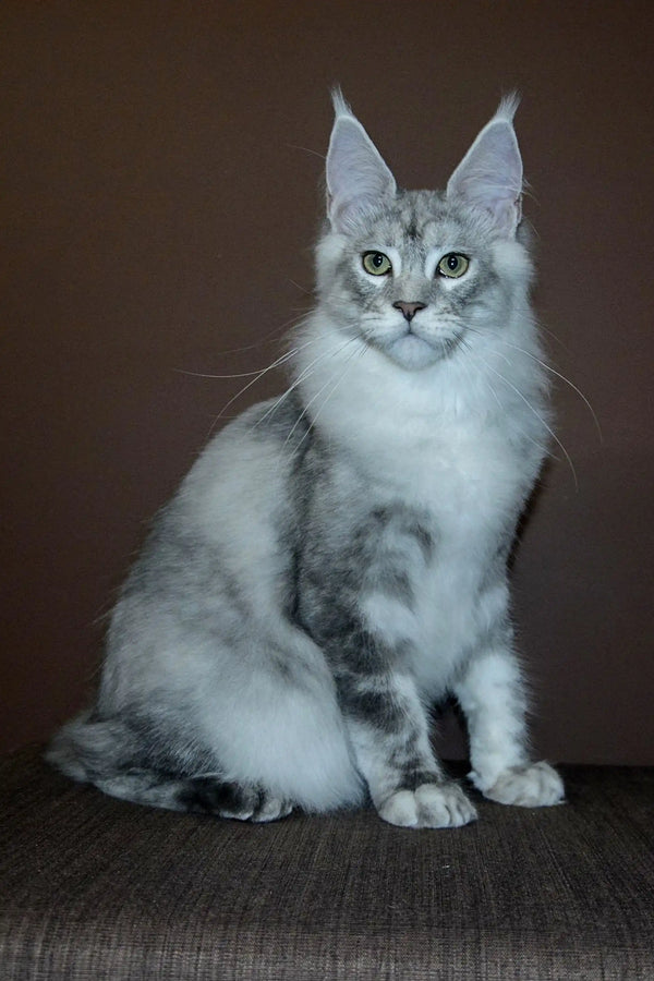 Gray and white Maine Coon kitten with ear tufts and fluffy coat for Millenium Maine Coon