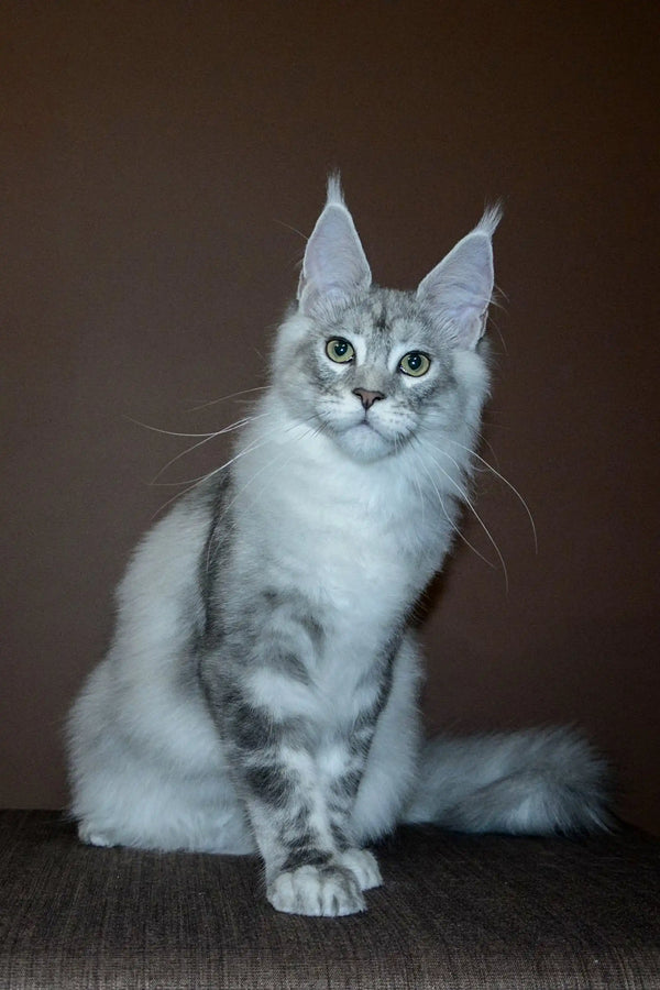 Playful Maine Coon kitten with ear tufts and fluffy coat in Millenium collection