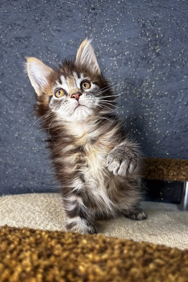 Fluffy Maine Coon kitten with bright eyes looking up in Mirage | Maine Coon Kitten