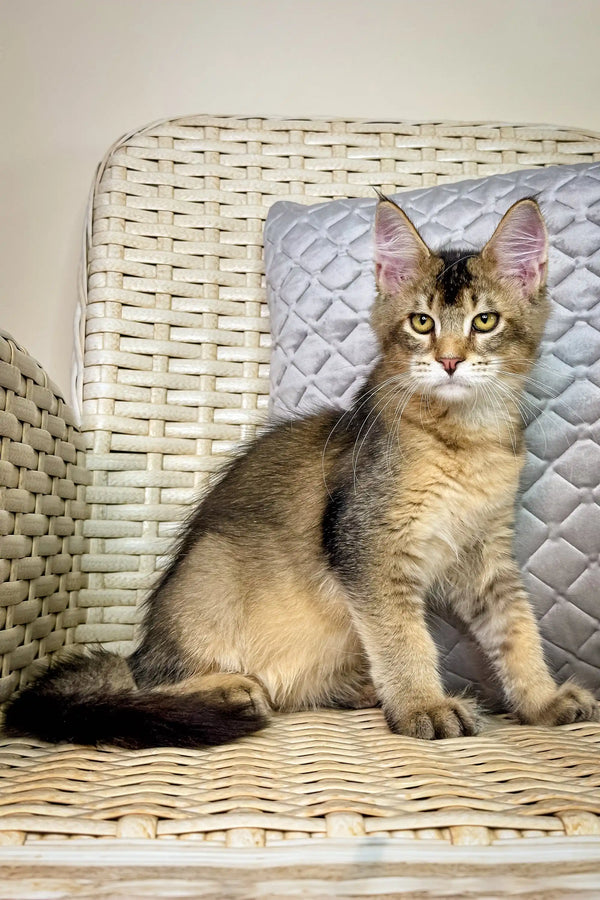 Somali cat lounging on a wicker chair next to Mishel Maine Coon Kitten