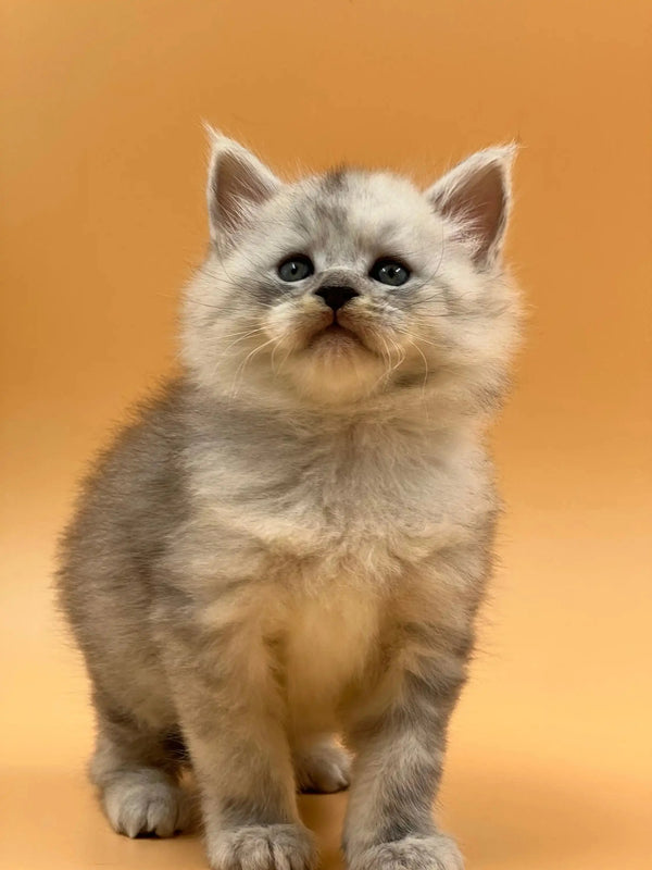 Fluffy gray Maine Coon kitten with big eyes sitting upright, perfect for cat lovers
