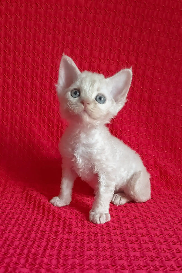 Mona | devon rex kitten