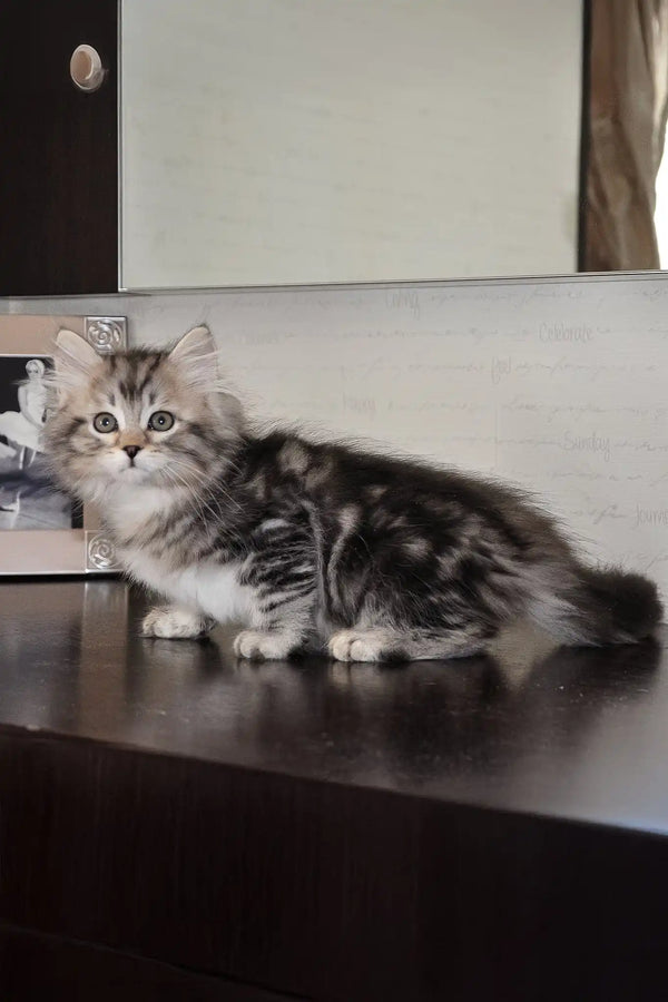 Monika | siberian kitten