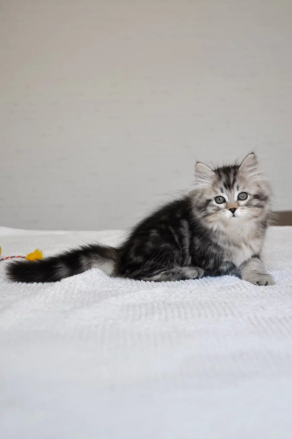 Monika | siberian kitten