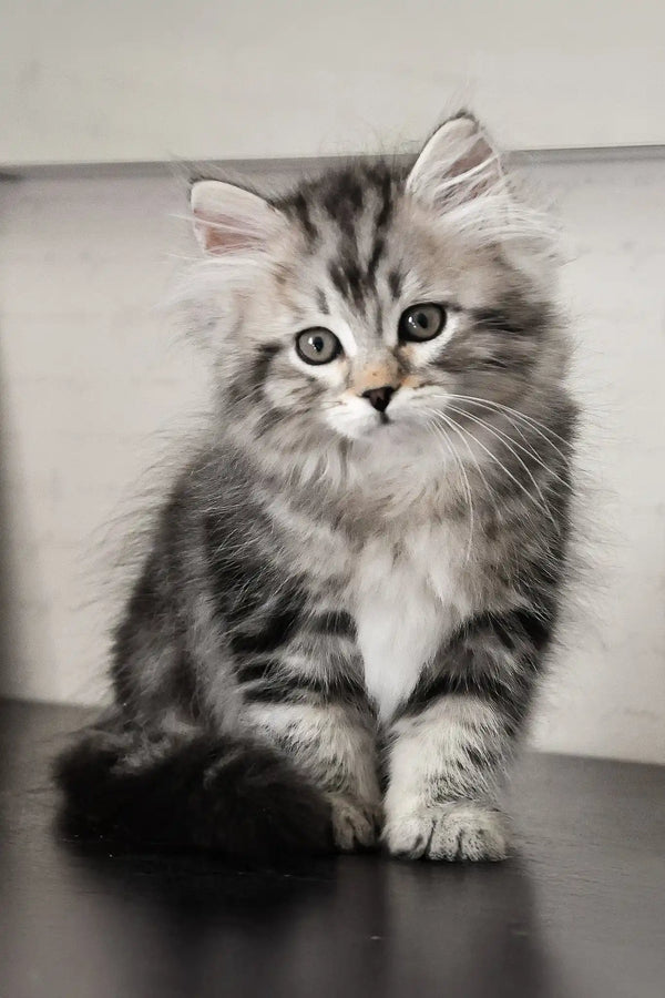 Monika | siberian kitten