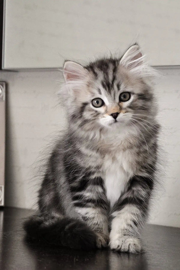 Monika | siberian kitten