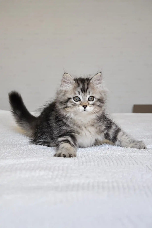 Monika | siberian kitten