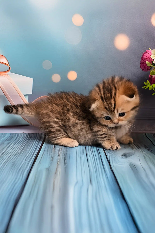 Nala | munchkin kitten