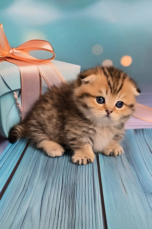 Nala | munchkin kitten