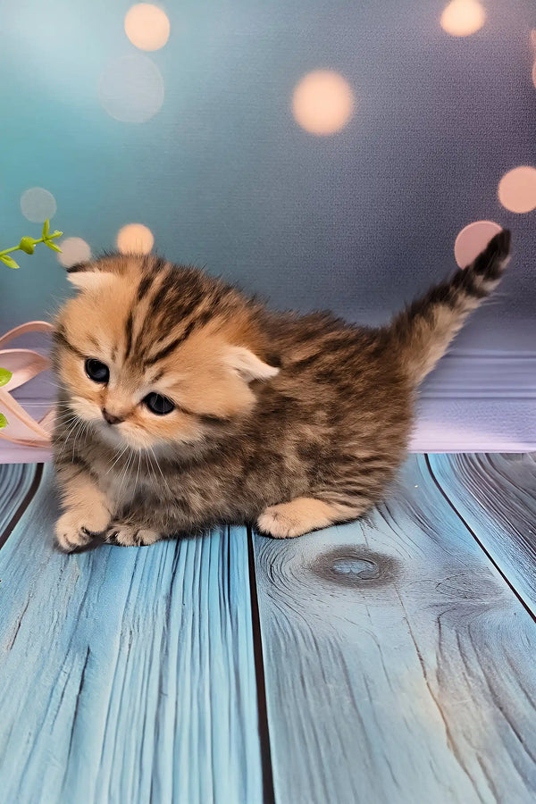 Nala | munchkin kitten