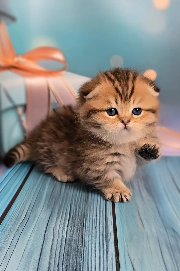 Nala | munchkin kitten