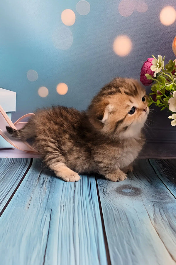 Nala | munchkin kitten