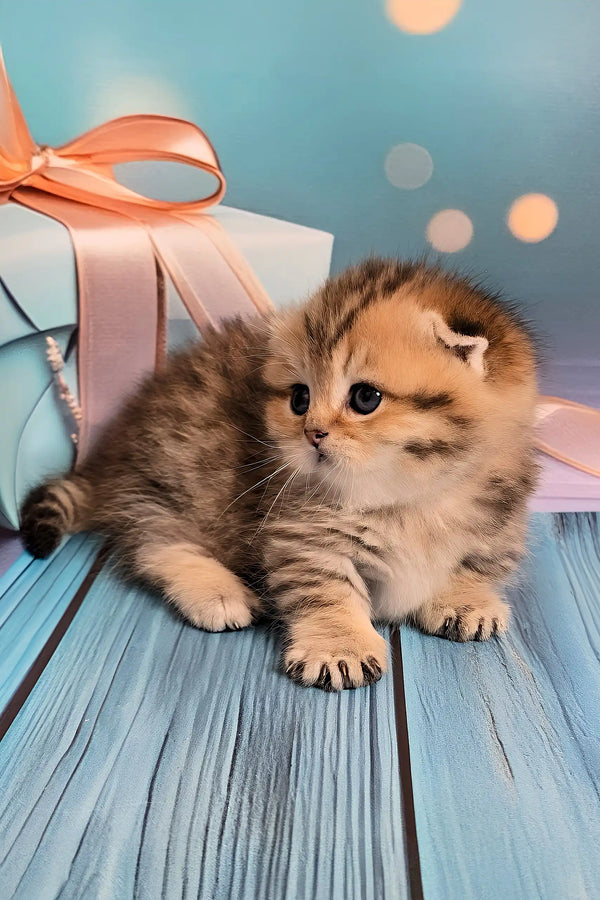 Nala | munchkin kitten
