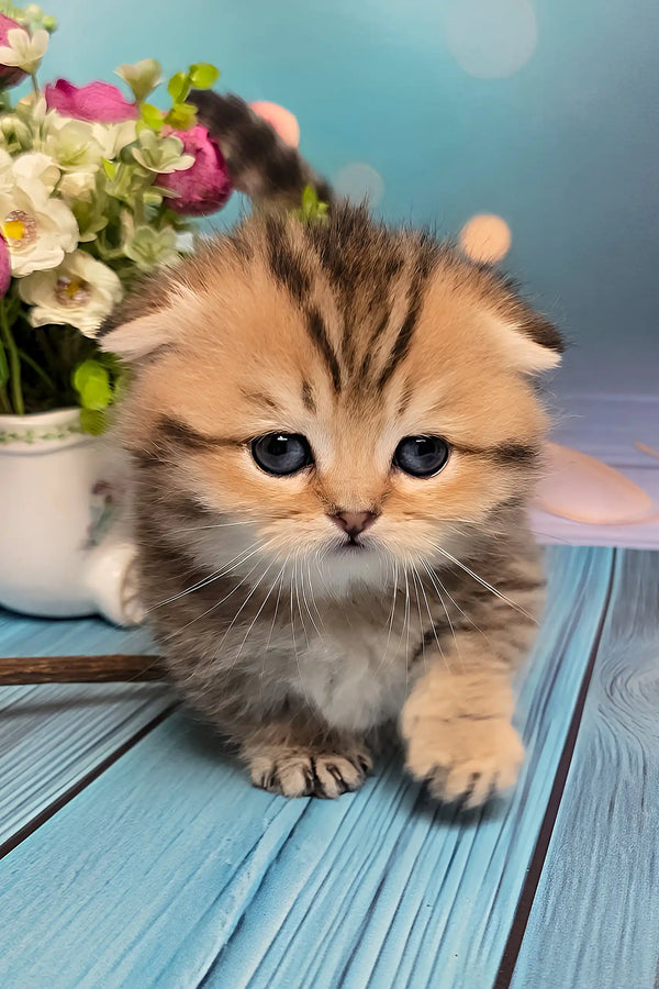 Nala | munchkin kitten