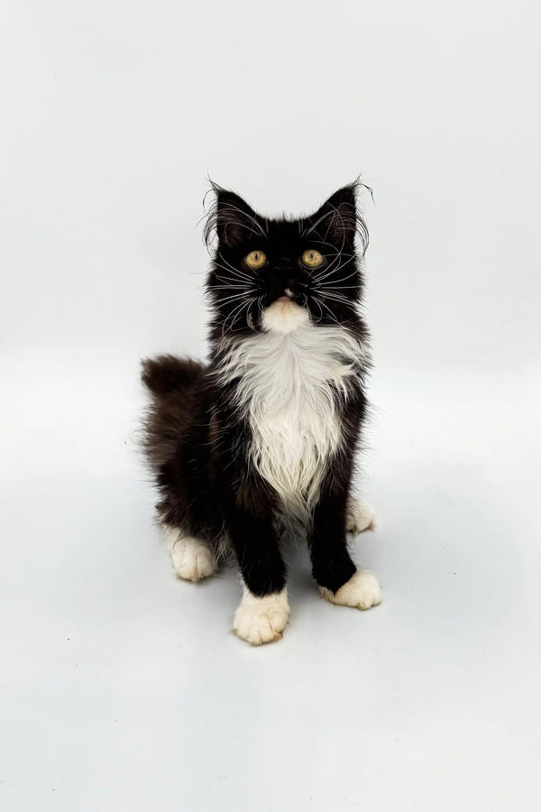 Fluffy black and white Maine Coon kitten named Nana looking adorable
