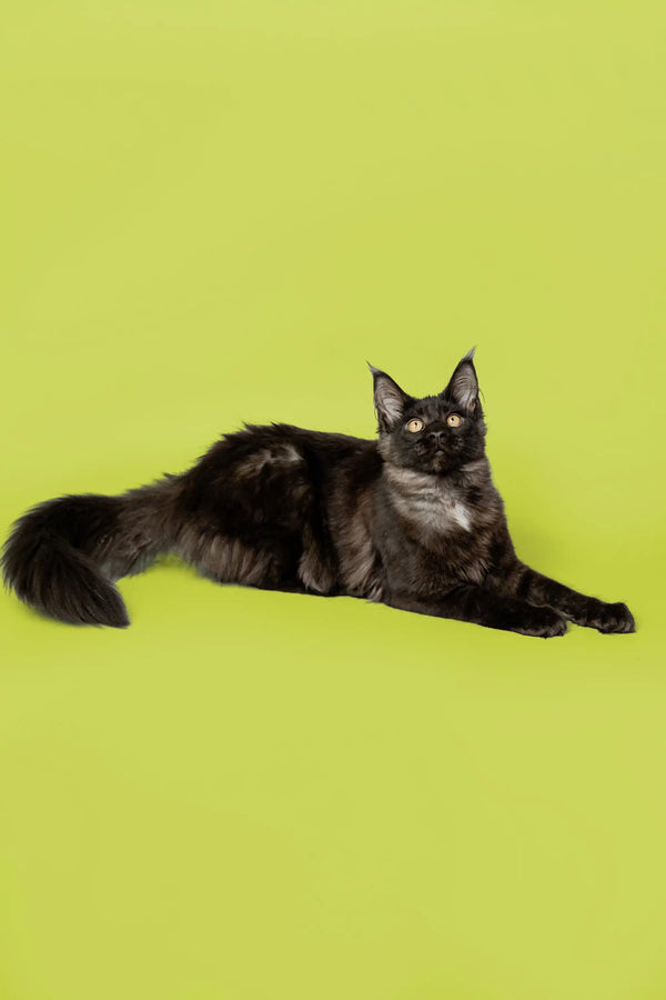 Black Maine Coon cat with a fluffy tail relaxing, perfect for Maine Coon kitten lovers