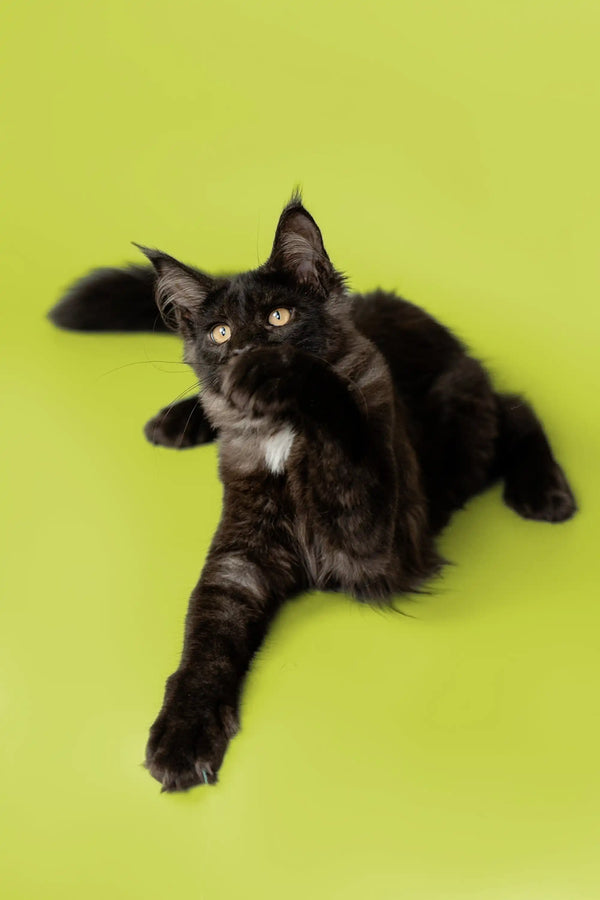 Black Maine Coon Kitten Nana with white chest markings lying on its side