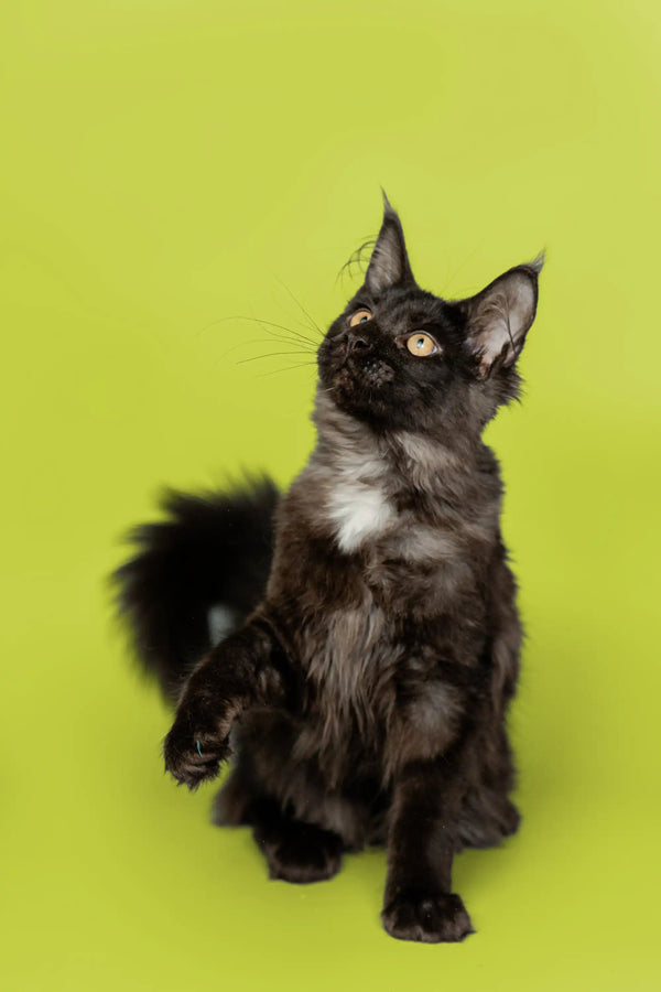 Black and white Maine Coon kitten sitting upright, cute Coon kitten for Nana