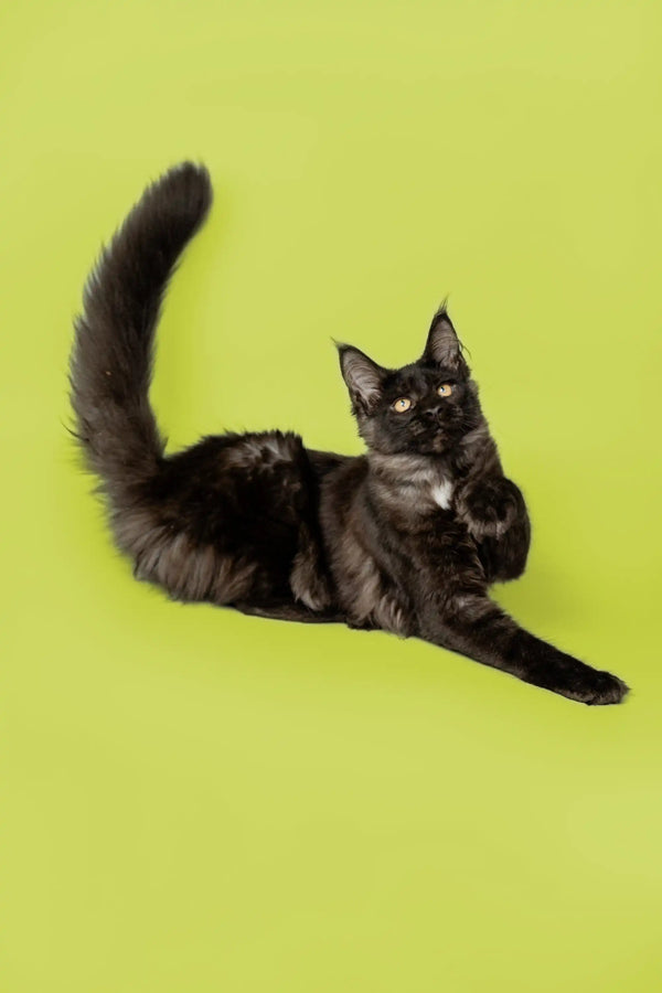Fluffy Maine Coon kitten lying on its side, showing off its adorable black fur