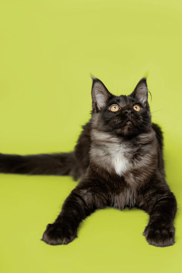 Black and white Maine Coon kitten named Nana with cute ear tufts