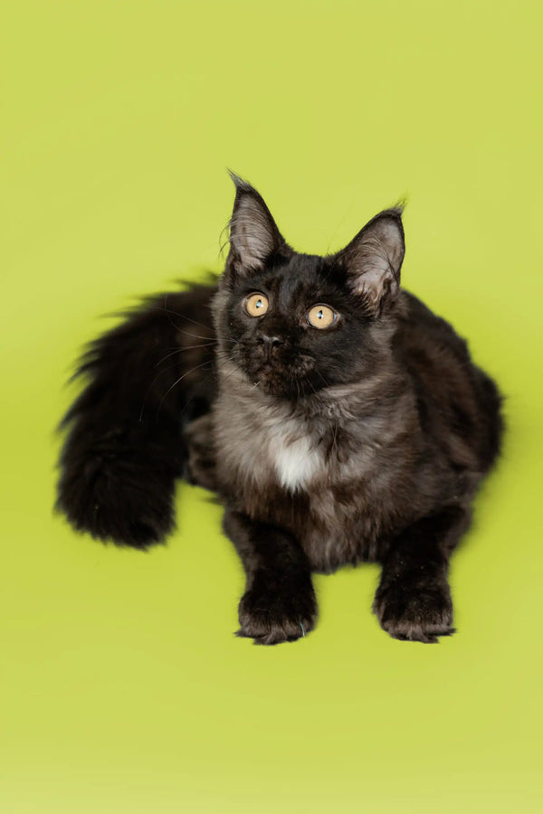 Black and white Maine Coon kitten with alert ears and bright eyes ready to play
