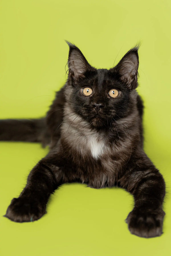 Black Maine Coon Kitten with bright yellow eyes and a white chest patch